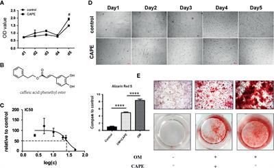 Caffeic Acid Phenethyl Ester Ameliorates Calcification by Inhibiting Activation of the AKT/NF-κB/NLRP3 Inflammasome Pathway in Human Aortic Valve Interstitial Cells